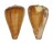 CONIDAE CONUS JOSEPHINAE shell