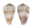 CONIDAE CONUS BALTEATUS shell
