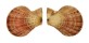 PECTINIDAE SEMIPALLIUM FULVICOSTATUM shell