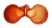 PECTINIDAE CHLAMYS SQUAMOSA shell