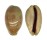 CYPRAEIDAE LYNCINA LEVIATHAN TITAN shell