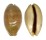 CYPRAEIDAE LYNCINA LEVIATHAN TITAN shell