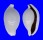 OVULIDAE OVULA OVUM shell