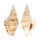 STROMBIDAE STROMBUS CAMPBELLI shell