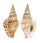 STROMBIDAE STROMBUS CAMPBELLI shell