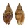 VOLUTIDAE ENAETA CUMINGII shell