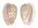 MARGINELLIDAE MARGINELLA PERSICULA shell
