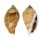 STROMBIDAE STROMBUS GIBBERULUS ALBUS shell