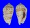 STROMBIDAE STROMBUS DECORUS shell
