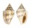 STROMBIDAE STROMBUS MUTABILIS shell