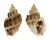 CANCELLARIIDAE SCALPTIA CROSSEI shell