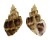 CANCELLARIIDAE SCALPTIA CROSSEI shell