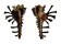 MURICIDAE HOMALOCANTHA VICDANI shell