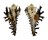 MURICIDAE HOMALOCANTHA cf. VICDANI shell