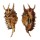 STROMBIDAE LAMBIS MILLEPEDA shell
