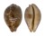 CYPRAEIDAE LEPOCYPRAEA MAPPA shell
