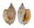 STROMBIDAE STROMBUS BULLA shell