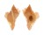 MURICIDAE MUREX LOEBBECKEI shell