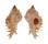 MURICIDAE CHICOMUREX GLORIOSUS shell