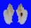 MURICIDAE PTERYNOTUS PELLUCIDUS shell