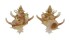 CORALLIOPHILIDAE BABELOMUREX GEMMATUS shell