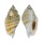 STROMBIDAE STROMBUS GIBBERULUS GIBBOSUS shell