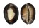 CYPRAEIDAE CYPRAEA CAPUTSERPENSIS shell