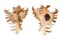 MURICIDAE CHICOREUS RAMOSUS shell