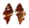 RANELLIDAE CYMATIUM BIBBEYI shell
