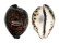 CYPRAEIDAE CYPRAEA TIGRIS shell
