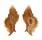 MURICIDAE PTERYNOTUS LAURAE shell