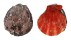 PECTINIDAE MIMACHLAMYS SANGUINEA shell
