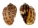 HARPIDAE HARPA MAJOR CONOIDALIS shell