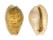 CYPRAEIDAE EROSARIA MARGINALIS MELOCELLATA shell