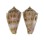 CONIDAE CONUS SPIROFILIS shell