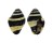 BUCCINIDAE ENGINA MENDICARIA shell