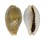 CYPRAEIDAE EROSARIA MILIARIS MILIARIS shell
