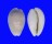 CYPRAEIDAE PALMADUSTA CLANDESTINA CANDIDA shell