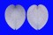 CARDIIDAE CORCULUM CARDISSA LORENZI shell