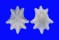 PATELLIDAE SCUTELLASTRA CHAPMANI shell
