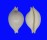CYPRAEIDAE PUSTULARIA CICERCULA shell