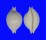 CYPRAEIDAE PUSTULARIA CICERCULA shell