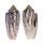 CONIDAE CONUS STRIATUS shell