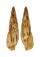 MITRIDAE MITRA INCOMPTA shell