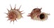 ANGARIIDAE ANGARIA SPHAERULA shell