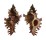 MURICIDAE CHICOREUS TORREFACTUS shell