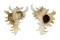 MURICIDAE CHICOREUS RAMOSUS shell
