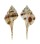 MURICIDAE MUREX DENTIFER shell