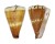 CONIDAE CONUS CAPITANEUS shell