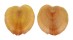 CARDIIDAE CORCULUM CARDISSA shell